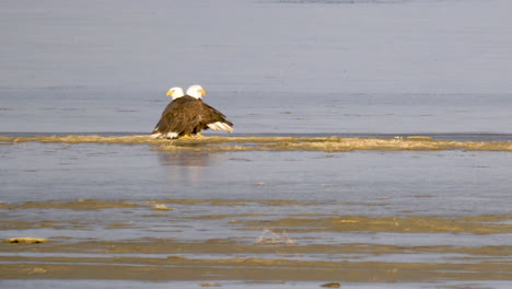 Mated-pair-of-bald-eagles-on-a-small-lake-island