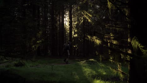A-Hiker-walking-through-a-Shadowy-Pine-Forest-with-Light-Rays-coming-through-the-Branches