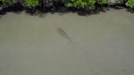 Saltwater-Crocodile-Swimming-To-The-Mangrove-Forest-In-Summer---Douglas-Shire,-North-Queensland,-Australia