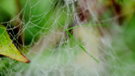 Moving-over-spider-web-with-lots-of-small-water-droplets-macro-closeup-shot-with-movement