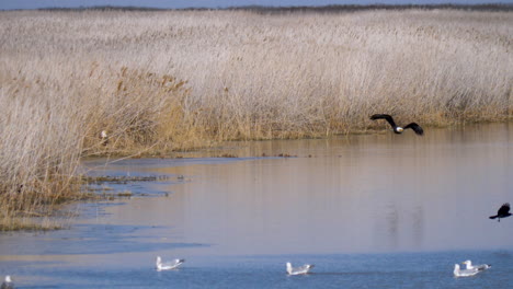 Ein-Weißkopfseeadler-Fliegt-über-Einen-See-In-Der-Nähe-Des-Wassers