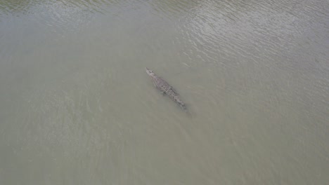 Salzwasserkrokodil---Krokodil,-Das-Im-Salzwasserlebensraum-In-Douglasshire,-Nord-Queensland,-Australien-Beheimatet-Ist