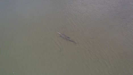 Aerial-View-Of-Saltwater-Crocodile-Swimming-In-The-Water-Under-The-Sun-In-North-Queensland,-Australia