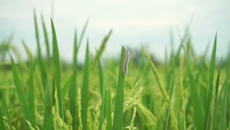 Wilde-Raupe,-Die-An-Windigen-Tagen-Auf-Dem-Blatt-Der-Reispflanze-Im-Grünen-Reisfeld-Ruht,-Nahaufnahme