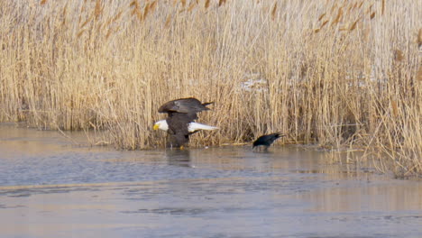A-Bald-Eagle-eats-a-fish-on-the-river-bank---close-up