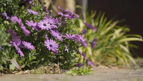 Blühende-Violette-Blumen-Im-örtlichen-Stadtgarten,-Statische-Ansicht-Aus-Der-Nähe