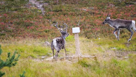 Tagged-collared-winter-reindeer-running-away-from-predators
