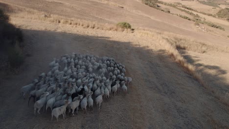 Aerial-drone-shot-over-herd-of-goats-grazing-along-dry-grasslands-during-evening-time-in-El-Torcal-de-Antequera-in-Sierra,-Spain