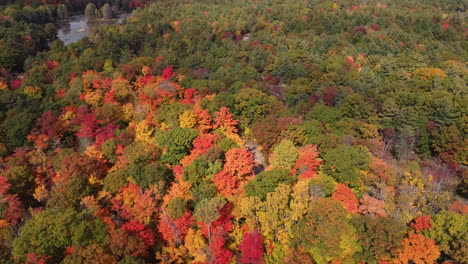 Wide-aerial-pan-of-colorful-autumn-forest-foliage-and-lake,-tilt-down