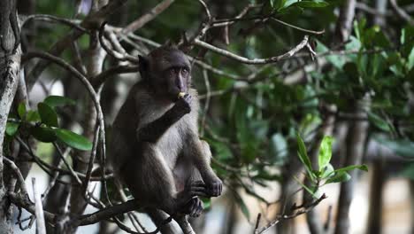 Black-Monkey-Sitting-On-Tree-Branch,-Eating-Banana-In-Phuket,-Thailand