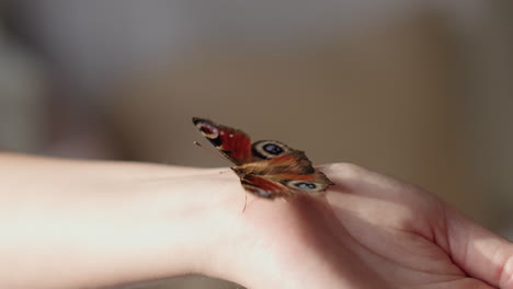 Peacock-Butterfly-Walking-on-The-Hand-To-The-Arm-Of-A-Woman
