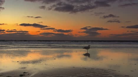 A-wild-seagull-is-standing-in-an-orange-sunset-at-the-beach,-smooth-zoom-in