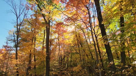 Sun-shines-through-trees-in-autumn,-slow-forward-motion-ground-view