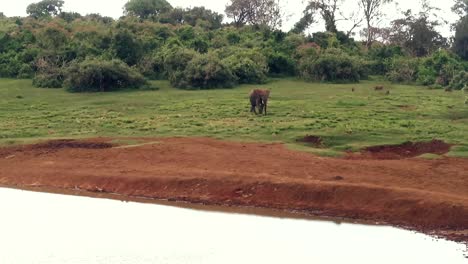 Un-Elefante-Africano-Camina-Tranquilamente-En-Una-Reserva-Natural-En-Kenia,-África