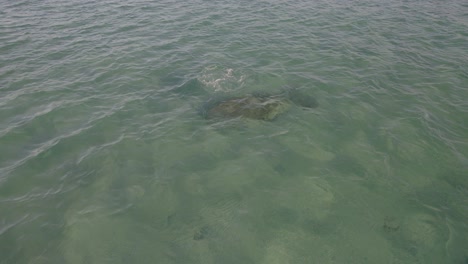Dugong-Resting-Under-Clear-Sea-Waters-In-Great-Keppel-Island,-Queensland,-Australia