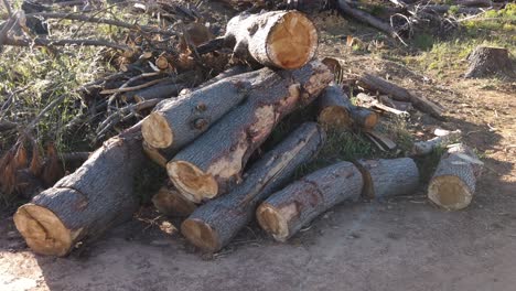 Pile-Of-Tree-Logs-On-The-Ground