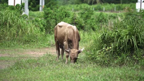 Vaca-Doméstica-Alimentándose-De-Hierba-Cerca-De-La-Carretera-En-Phuket,-Tailandia