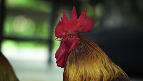 Close-Up-Of-A-Rooster's-Head-With-Eye-Blinking