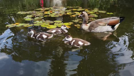 Adult-Egyptian-Goose-And-Goslings-In-A-Pond