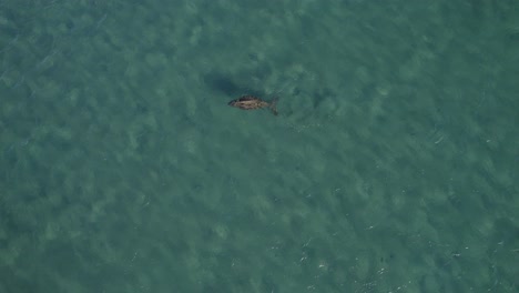 Aerial-View-Of-Dugong-Swimming-In-Turquoise-Ocean-Of-Great-Keppel-Island-In-Queensland,-Australia---drone-shot