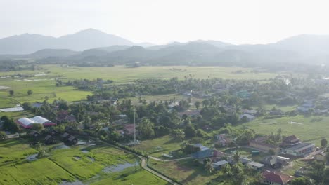 Total-view-drone-tracking-shot-ricefields-Langkawi-island,-beautiful-sunny-day,-trees,-meadows-and-buildings,-daylight,-no-people