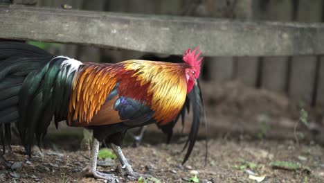 Close-Up-Of-A-Rooster-Walking-On-The-Ground-In-Wooden-Chicken-Coop