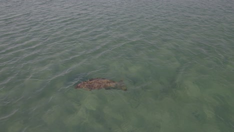 Dugong-Schwimmt-Unter-Klarem-Blauem-Meer-Auf-Great-Keppel-Island,-Australien
