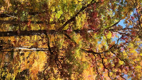 Aufwärtsneigung-Von-Laubbäumen-Mit-Herbstlaub-Und-Blauem-Himmel,-Vertikaler-Schuss