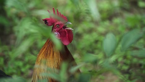Closeup-Of-A-Rooster-Crowing-At-Daytime
