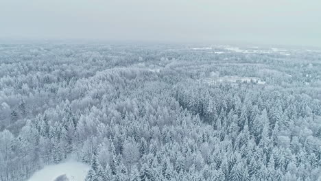 White-frost-pine-forest-view-from-above,-Scenic-winter-landscape,-Aerial-pullback-shot