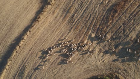 Aerial-drone-zoom-in-shot-over-herd-of-goats-grazing-along-dry-grass-over-grasslands-in-El-Torcal-de-Antequera,-Spain-during-evening-time