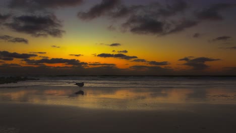 Travel-background,-a-single-seagull-in-front-of-the-open-sea-at-the-beach-at-sunset-time