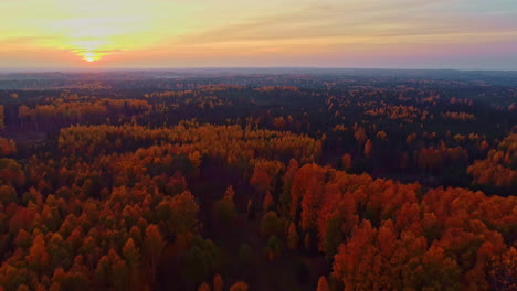 Forest-during-foliage-season-at-sunset