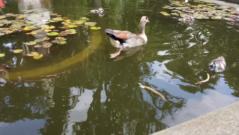 Egyptian-Geese-Family-In-Pond-Water.-dolly-in