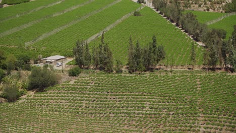 Luftaufnahme-Der-Ausgedehnten-Weinberge-Im-Elqui-tal-In-Der-Region-Coquimbo,-Chile