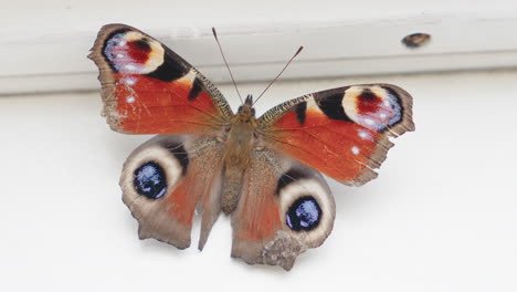 Dorsal-Side-Of-Aglais-io,-European-Peacock-Butterfly-On-White-Wall