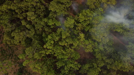 Wildfire-Smoke-Coming-Out-Of-Cashew-Nut-Trees-In-The-Forest
