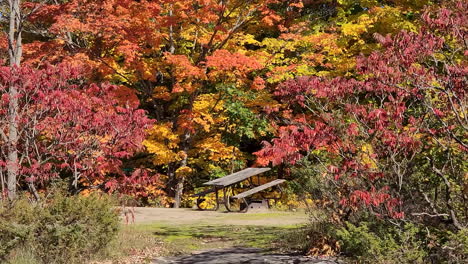 Pan-of-park-bench-by-leafy-colorful-trees-in-autumn-sunlight-in-Canada