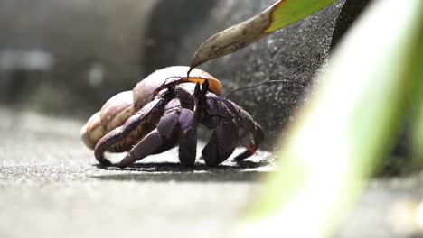 Hermit-Crab-In-Shell-Crawling-On-The-Ground