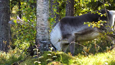 Static-shot-of-domestic-Reindeer-eating-shrubs-inside-a-sunlit-forest
