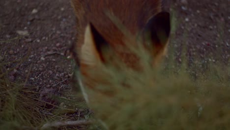High-angle-closeup-of-Red-Fox-eating-food-digged-underground,-handheld,-evening
