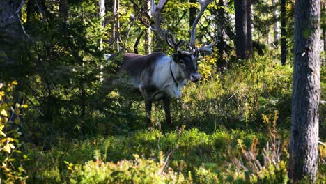 Slow-motion-static-shot-of-domestic-Reindeers-eating-shrubs-inside-a-sunlit-forest