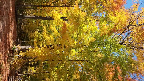 Schöne-Abwechslungsreiche-Farbblätter-Auf-Bäumen-In-Der-Herbstnatur