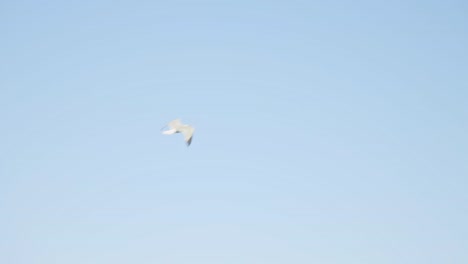 Seagull-Flying-Against-Sunny-Blue-Sky