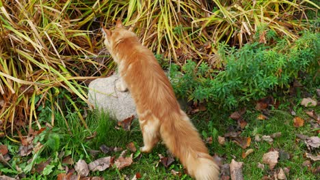 Maine-Coon-Lange-Pelzige-Katze,-Die-Zeit-Im-Garten-Herumläuft