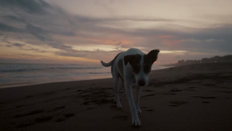 Hund-Entspannt-Und-Spaziergänge-An-Einer-Sandigen-Küste-Während-Des-Sonnenuntergangs
