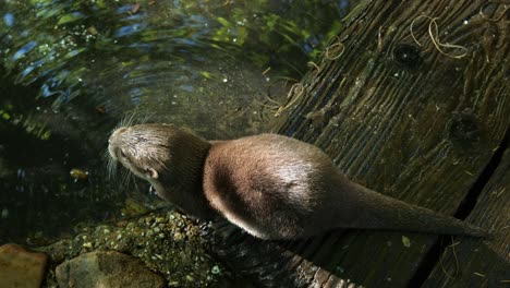 Asian-Small-clawed-Otter-Drinking-Water-From-Pond-At-Amersfoort-Zoo-In-The-Netherlands