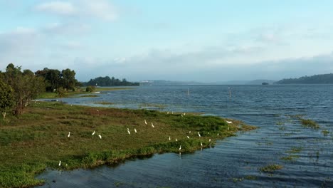 Aerial-drone-dolly-out-tilting-up-shot-of-a-flock-of-egret-birds-from-the-man-made-Guarapiranga-Reservoir-in-the-south-of-São-Paulo,-Brazil-with-beaches,-marinas,-and-ecosystems-on-a-fall-evening