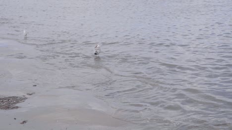 Seagull-standing-in-the-water-of-the-North-Sea-trying-to-gorge-a-starfish