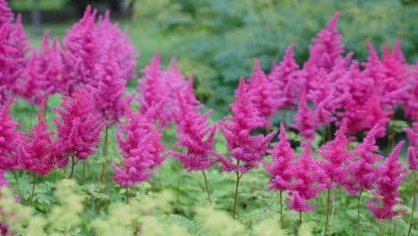 Slow-motion-shot-of-vibrant-Astilbe-flowers-swaying-in-the-wind-in-Green-field,-Close-up